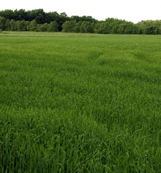 Free Stock Photo of Green field