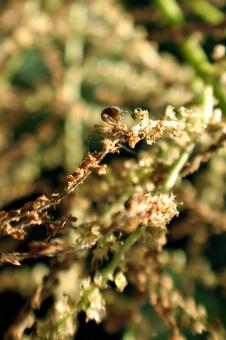 Free Stock Photo of Tiny spider