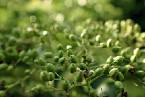 Free Stock Photo of Green plant macro