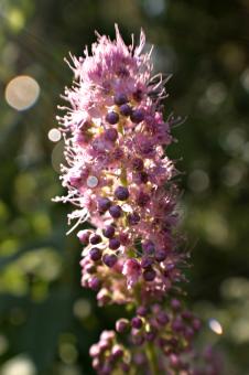 Free Stock Photo of Flower and berries