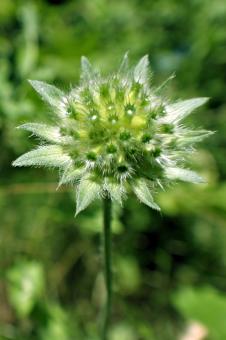 Free Stock Photo of Green flower