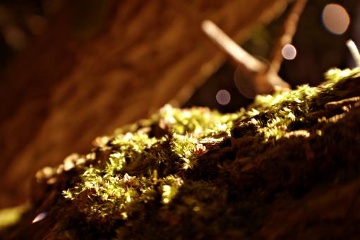 Free Stock Photo of Moss close up