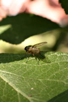 Free Stock Photo of Fly on a leaf