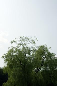 Free Stock Photo of Green tree agains a blue sky