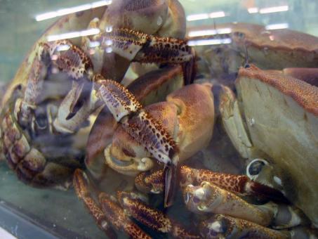 Free Stock Photo of King crabs