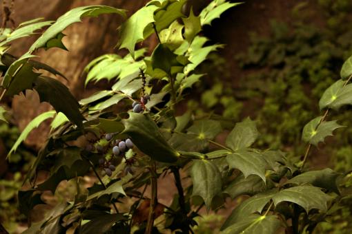 Free Stock Photo of Plant with berries
