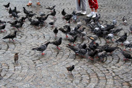Free Stock Photo of Pigeons