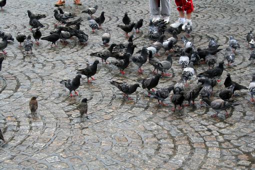 Free Stock Photo of Pigeons