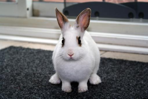 Free Stock Photo of Bunny Rabbit