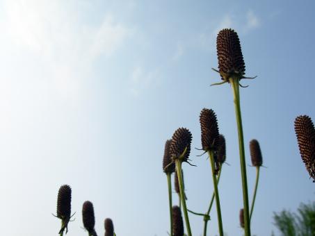 Free Stock Photo of Cones