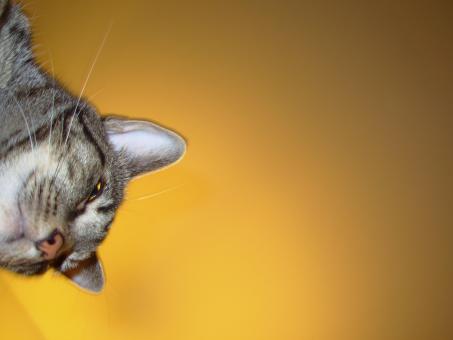 Free Stock Photo of Cat