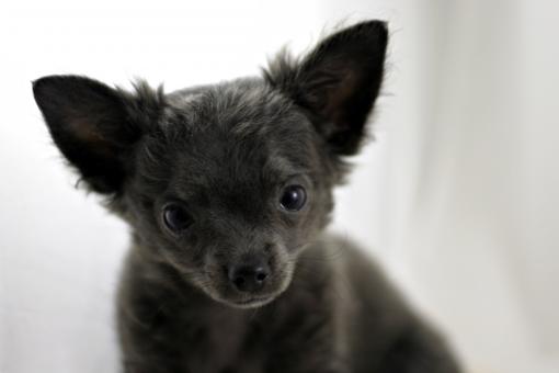 Free Stock Photo of Chihuahua