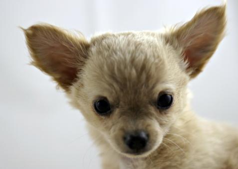 Free Stock Photo of Chihuahua