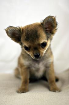 Free Stock Photo of Chihuahua