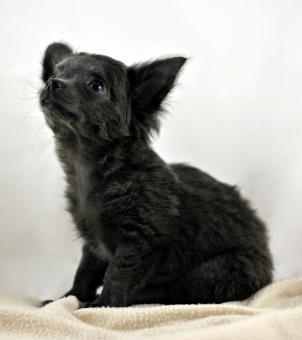 Free Stock Photo of Chihuahua