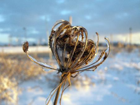 Free Stock Photo of Winter weeds