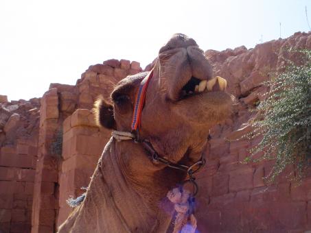 Free Stock Photo of Petra Camel 2