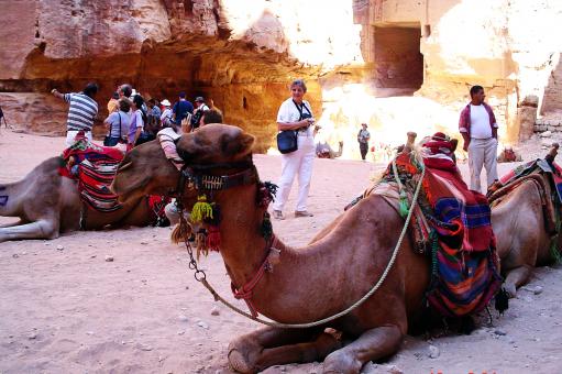 Free Stock Photo of Petra Camel