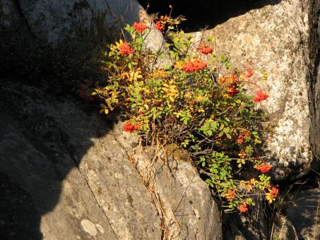 Free Stock Photo of Mountain Berries