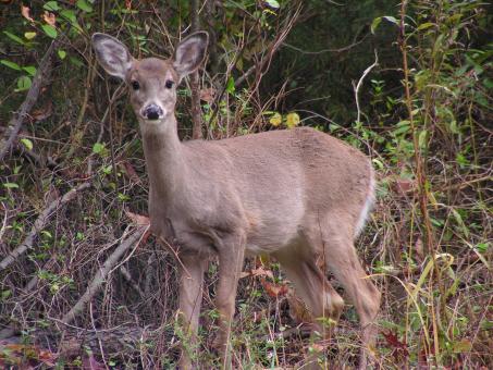 Free Stock Photo of Deer