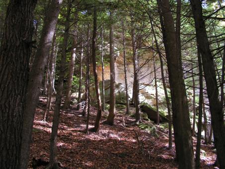 Free Stock Photo of Dark woods