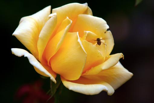 Free Stock Photo of Yellow rose
