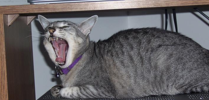 Free Stock Photo of HEAR ME ROAR