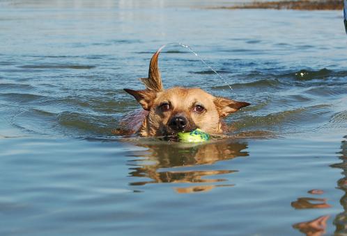 Free Stock Photo of Leaning to Swim