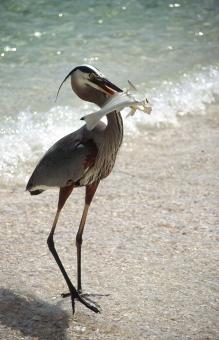 Free Stock Photo of Heron at Turtle Beach Fla