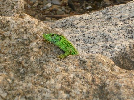 Free Stock Photo of Lizzard