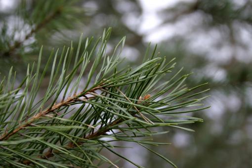 Free Stock Photo of Pine tree closeup