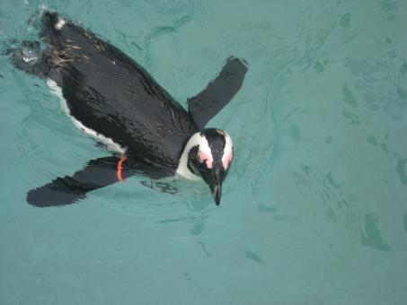 Free Stock Photo of Penguin