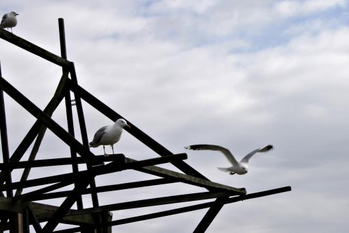 Free Stock Photo of Seagulls