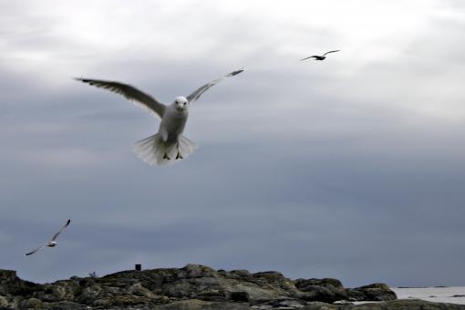 Free Stock Photo of Flying Seagull