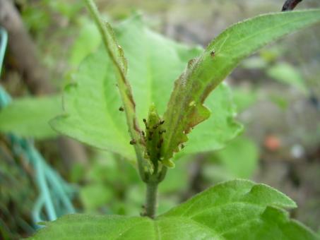 Free Stock Photo of Green plant and ants