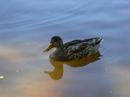 Free Stock Photo of Duck