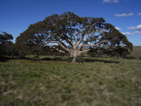 Free Stock Photo of Snowgum bogong