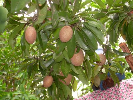 Free Stock Photo of fruit and plant backyard