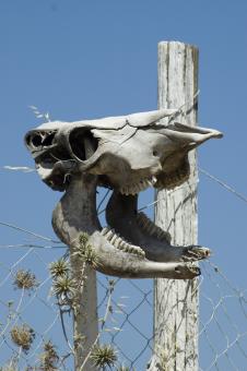 Free Stock Photo of skull