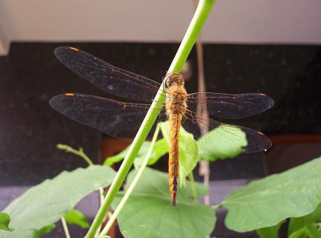 Free Stock Photo of Dragonfly
