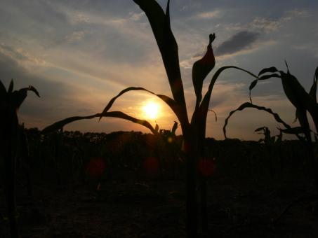 Free Stock Photo of sunset