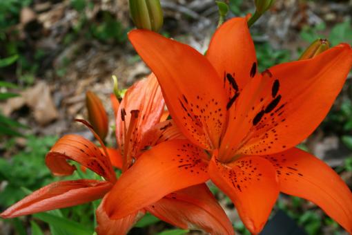 Free Stock Photo of orange lily