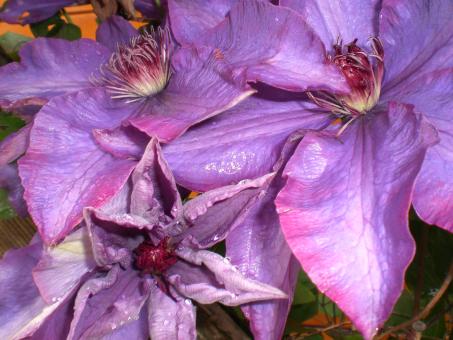 Free Stock Photo of Backyard flowers