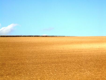 Free Stock Photo of orange field