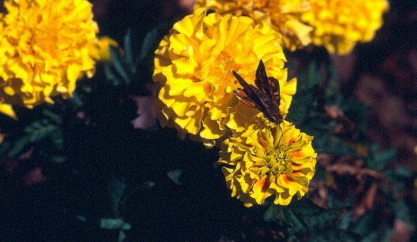 Free Stock Photo of Moth feeding on a marigold