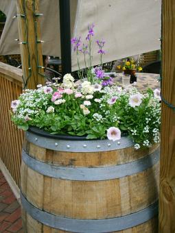 Free Stock Photo of Flowers in a barrel