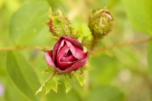 Free Stock Photo of Rosebud