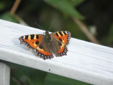 Free Stock Photo of Butterfly
