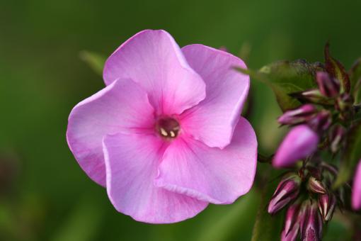 Free Stock Photo of Pink flower