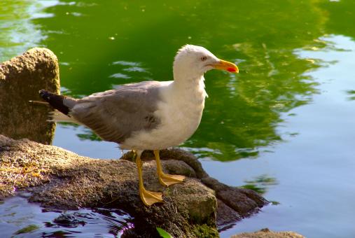 Free Stock Photo of Seagull standing